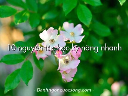 10 nguyên tắc học kỹ năng nhanh