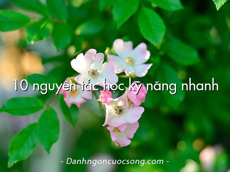 10 nguyên tắc học kỹ năng nhanh