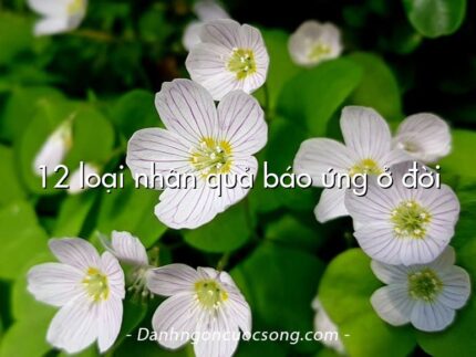 12 loại nhân quả báo ứng ở đời