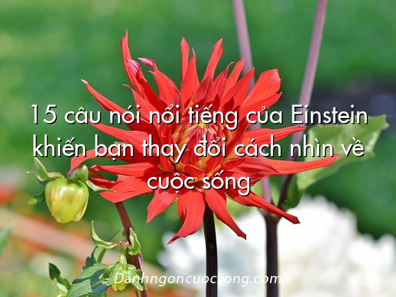 15 câu nói nổi tiếng của Einstein khiến bạn thay đổi cách nhìn về cuộc sống