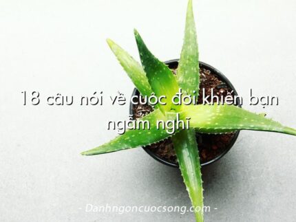 18 câu nói về cuộc đời khiến bạn ngẫm nghĩ