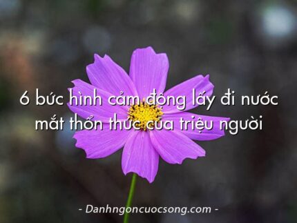 6 bức hình cảm động lấy đi nước mắt thổn thức của triệu người