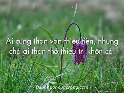 Ai cũng than vãn thiếu tiền, nhưng chả ai than thở thiếu trí khôn cả!