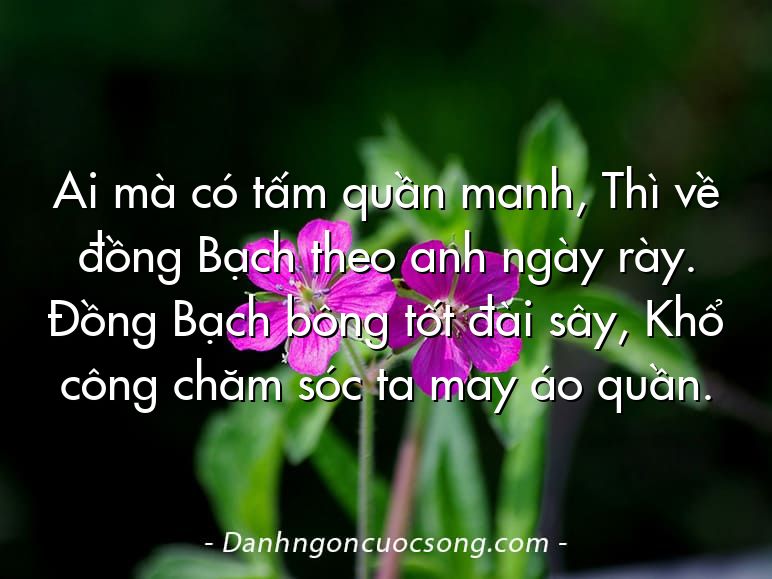 Ai mà có tấm quần manh, Thì về đồng Bạch theo anh ngày rày. Đồng Bạch bông tốt đài sây, Khổ công chăm sóc ta may áo quần.