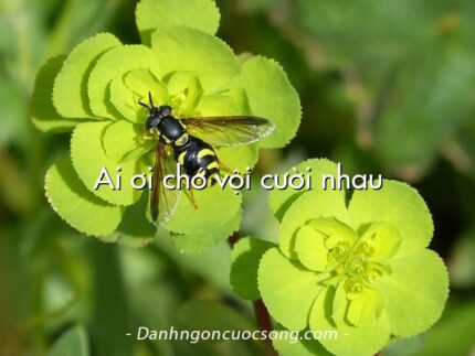 Ai ơi chớ vội cười nhau