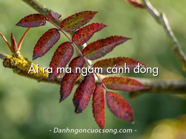 Ai ra mà ngắm cánh đồng