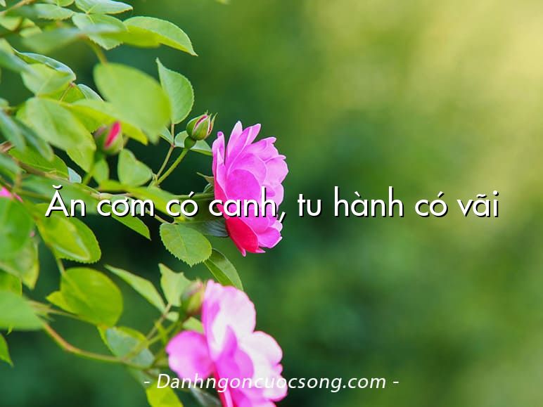 Ăn cơm có canh, tu hành có vãi