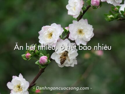 Ăn hết nhiều, ở hết bao nhiêu
