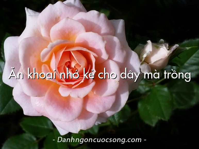Ăn khoai nhớ kẻ cho dây mà trồng