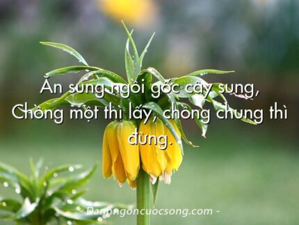 Ăn sung ngồi gốc cây sung, Chồng một thì lấy, chồng chung thì đừng.
