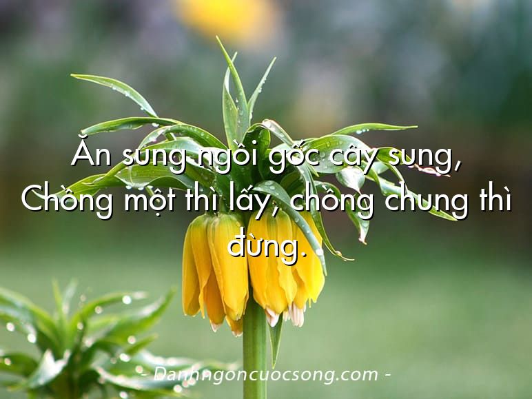 Ăn sung ngồi gốc cây sung, Chồng một thì lấy, chồng chung thì đừng.