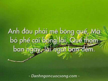 Anh đâu phải mê bông quế, Mà bỏ phế cái bông lài, Quế thơm ban ngày, lài ngát ban đêm.