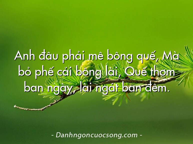 Anh đâu phải mê bông quế, Mà bỏ phế cái bông lài, Quế thơm ban ngày, lài ngát ban đêm.