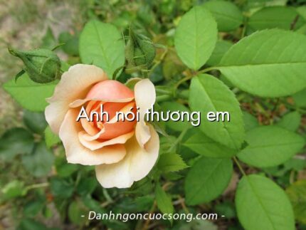 Anh nói thương em
