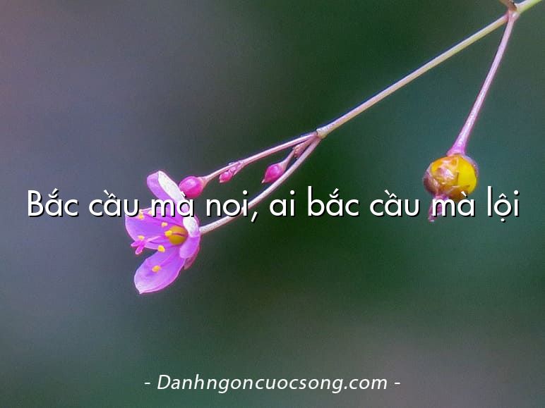 Bắc cầu mà noi, ai bắc cầu mà lội