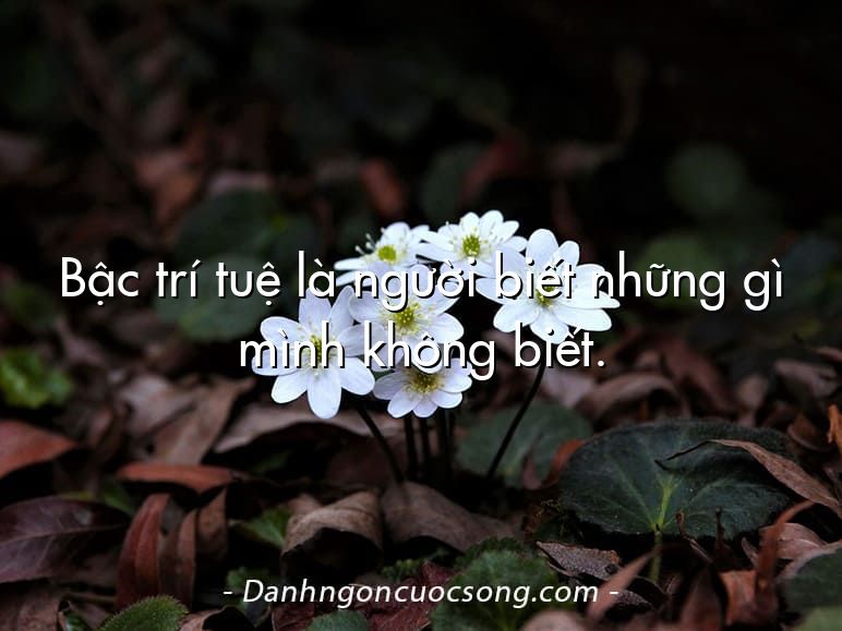 Bậc trí tuệ là người biết những gì mình không biết.