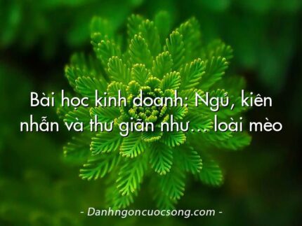 Bài học kinh doanh: Ngủ, kiên nhẫn và thư giãn như… loài mèo
