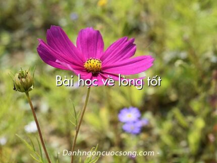 Bài học về lòng tốt