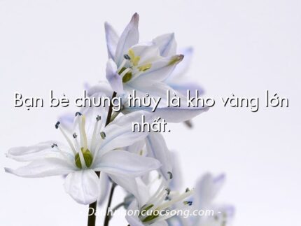 Bạn bè chung thủy là kho vàng lớn nhất.