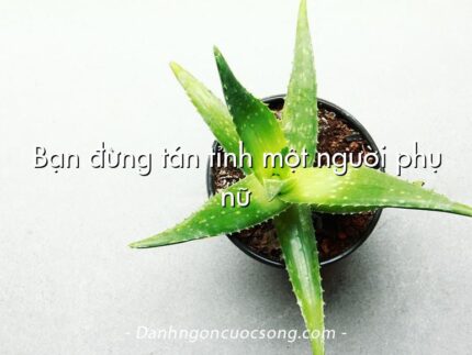 Bạn đừng tán tỉnh một người phụ nữ