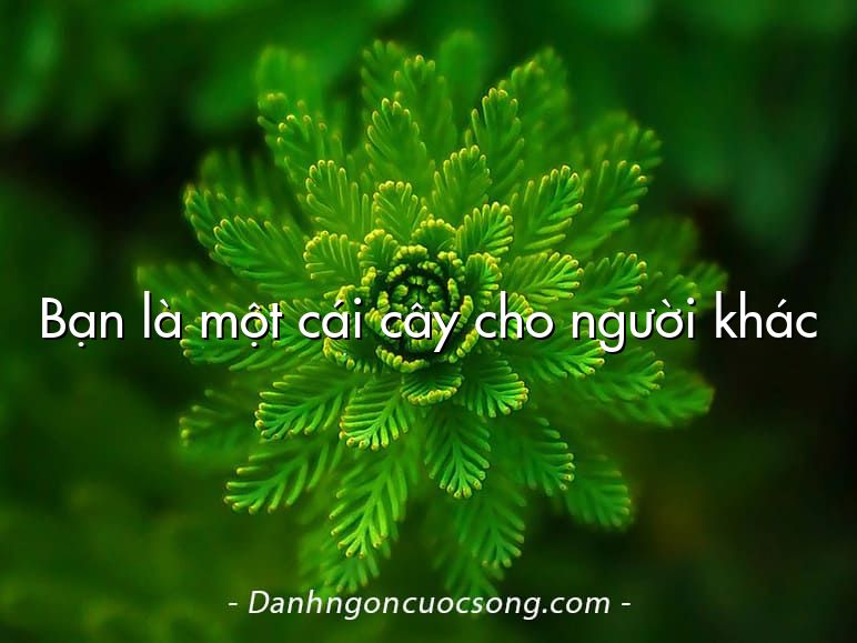 Bạn là một cái cây cho người khác