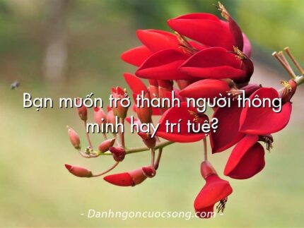 Bạn muốn trở thành người thông minh hay trí tuệ?