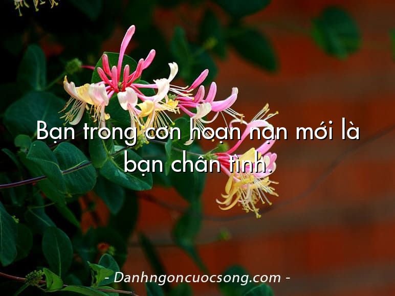Bạn trong cơn hoạn nạn mới là bạn chân tình.