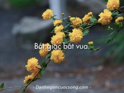 Bắt giặc bắt vua.
