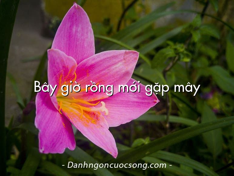 Bây giờ rồng mới gặp mây