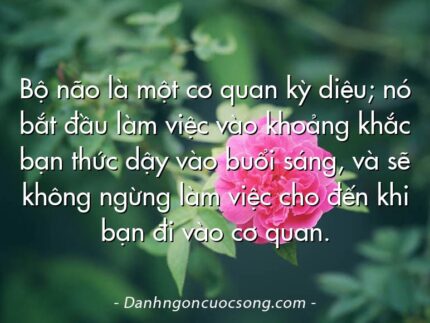 Bộ não là một cơ quan kỳ diệu; nó bắt đầu làm việc vào khoảng khắc bạn thức dậy vào buổi sáng, và sẽ không ngừng làm việc cho đến khi bạn đi vào cơ quan.