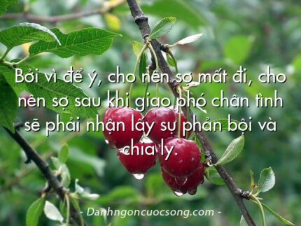 Bởi vì để ý, cho nên sợ mất đi, cho nên sợ sau khi giao phó chân tình sẽ phải nhận lấy sự phản bội và chia ly.