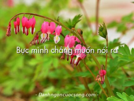 Bực mình chẳng muốn nói ra
