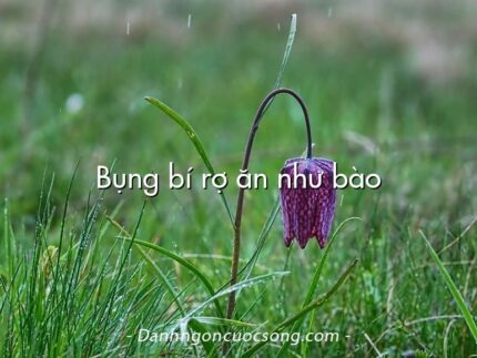 Bụng bí rợ ăn như bào