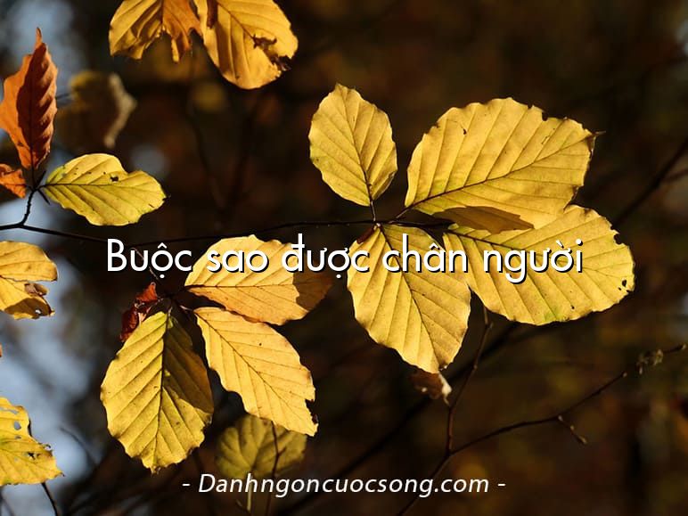 Buộc sao được chân người