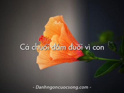 Cá chuối đắm đuối vì con