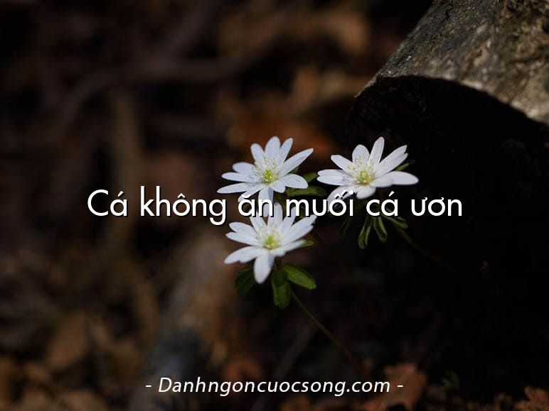 Cá không ăn muối cá ươn