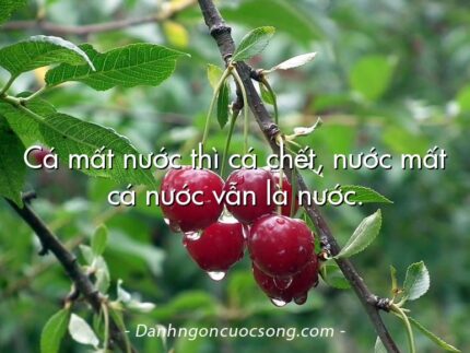 Cá mất nước thì cá chết, nước mất cá nước vẫn là nước.