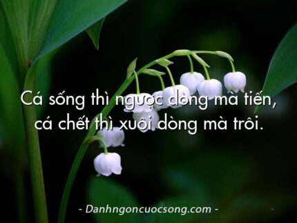 Cá sống thì ngược dòng mà tiến, cá chết thì xuôi dòng mà trôi.