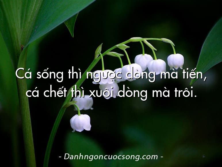 Cá sống thì ngược dòng mà tiến, cá chết thì xuôi dòng mà trôi.