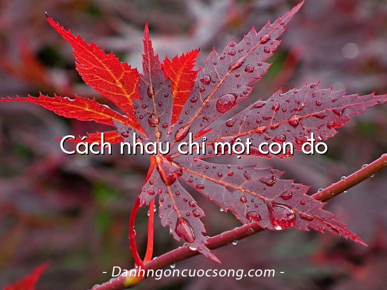 Cách nhau chỉ một con đò