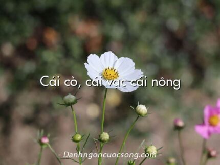 Cái cò, cái vạc cái nông