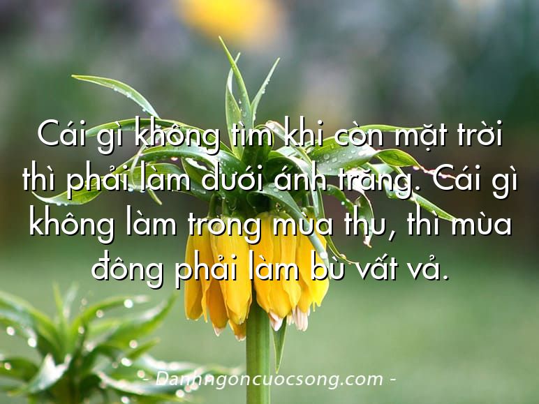 Cái gì không tìm khi còn mặt trời thì phải làm dưới ánh trăng. Cái gì không làm trong mùa thu, thì mùa đông phải làm bù vất vả.