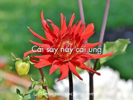 Cái sẩy nẩy cái ung