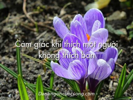 Cảm giác khi thích một người không thích bạn