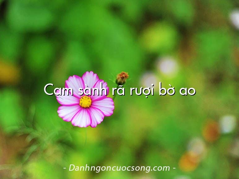 Cam sành rã rượi bờ ao