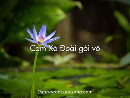 Cam Xã Đoài gởi vô
