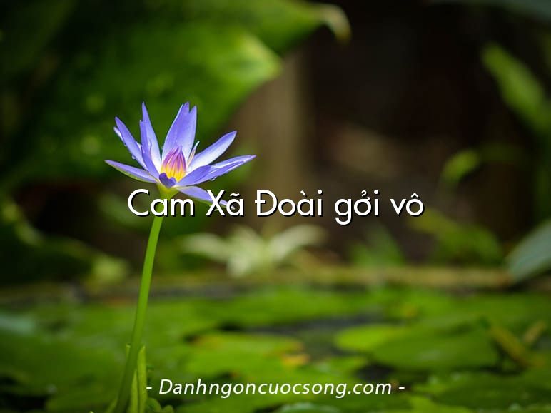 Cam Xã Đoài gởi vô