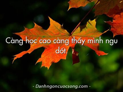 Càng học cao càng thấy mình ngu dốt.