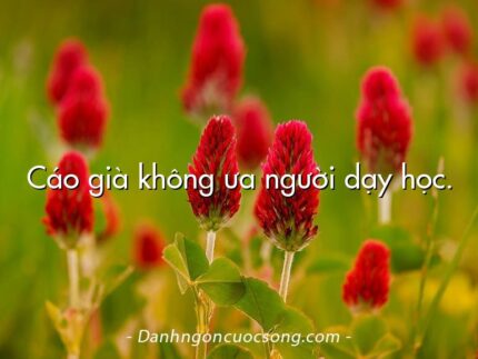 Cáo già không ưa người dạy học.