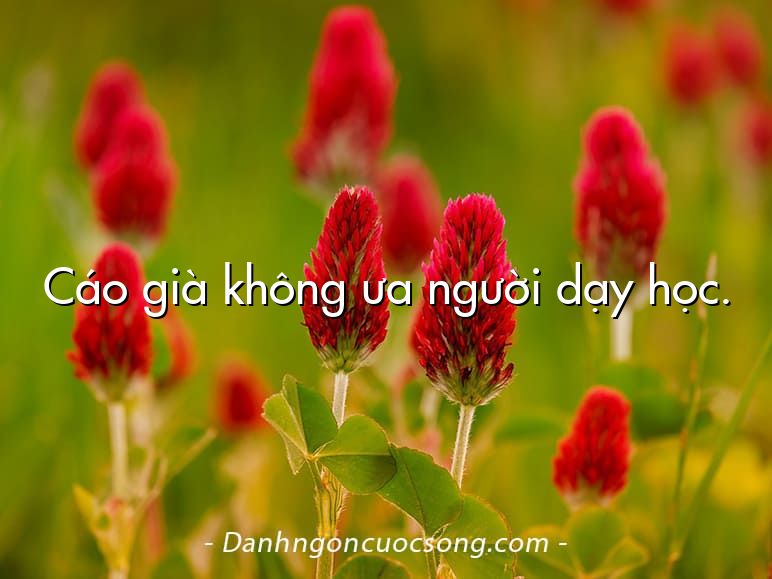 Cáo già không ưa người dạy học.